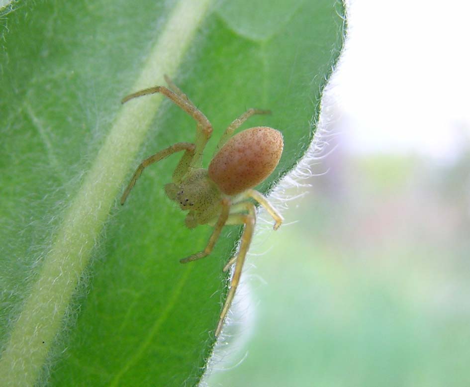 Philodromus sp,