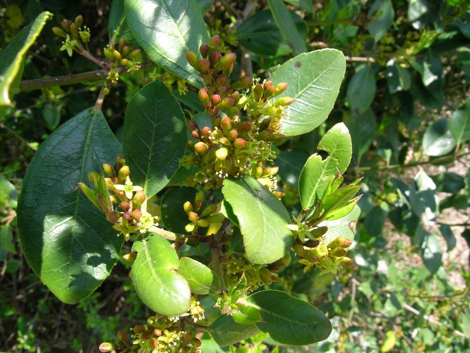 Rhamnus alaternus e Phillirea angustifolia