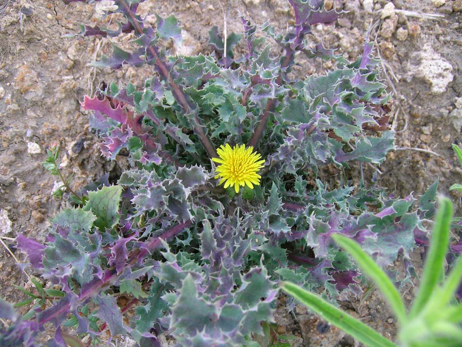 Sonchus asper