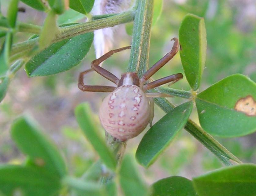 Thomisidae