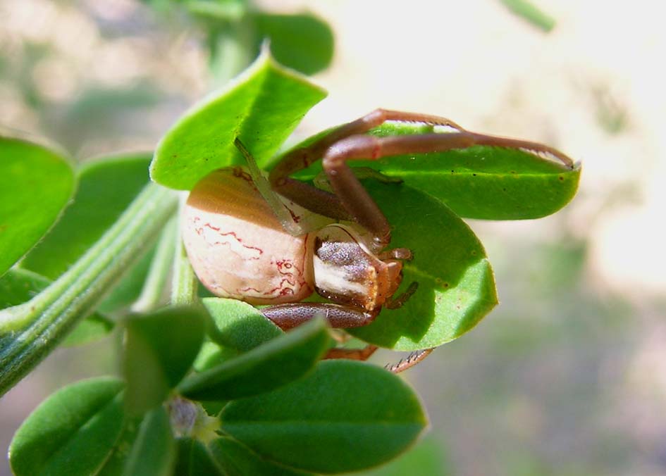 Thomisidae