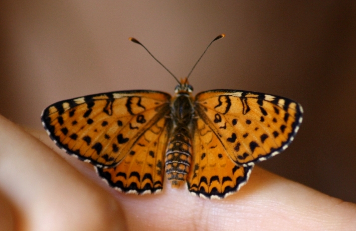 melitaea didyma