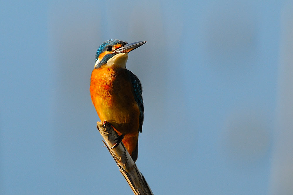 Ancora un martino (Alcedo atthis).