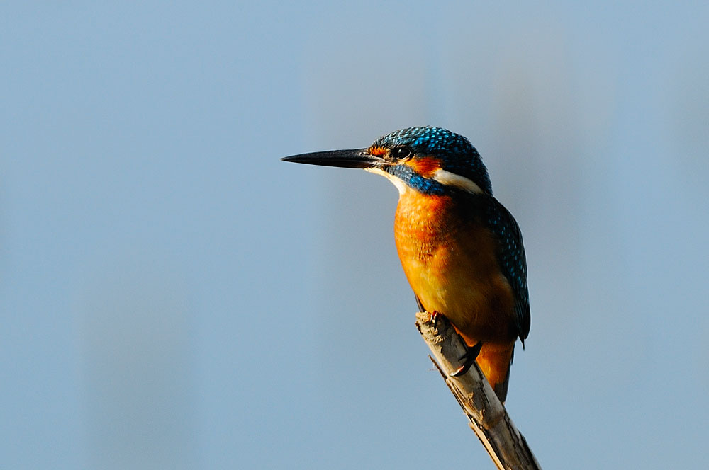 Ancora un martino (Alcedo atthis).