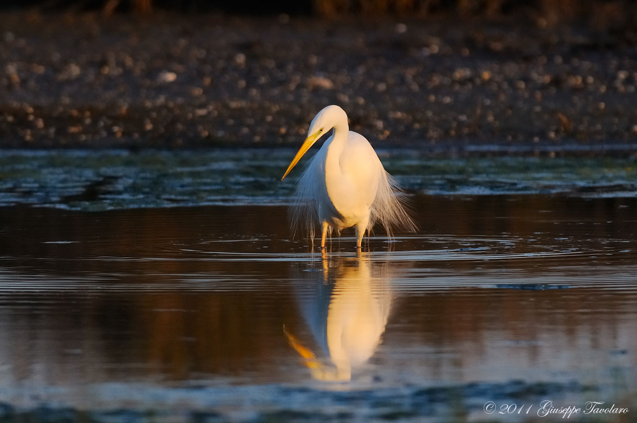 Airone bianco maggiore (Casmerodius albus).