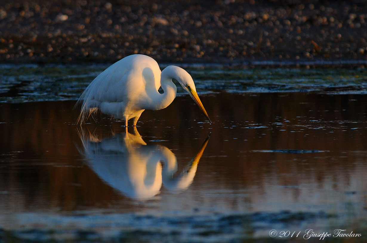 Airone bianco maggiore (Casmerodius albus).