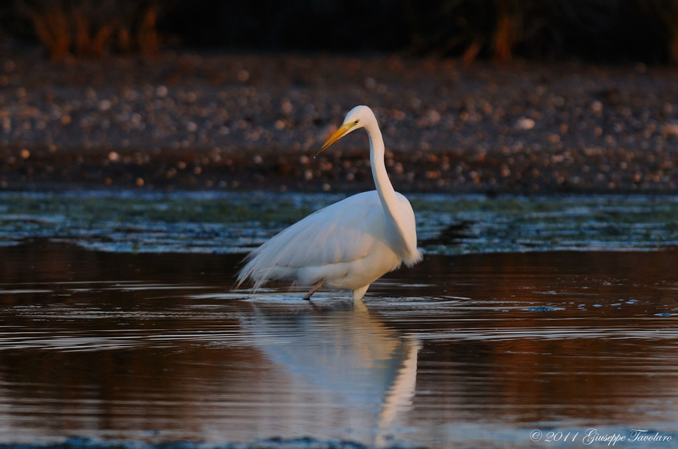 Airone bianco maggiore (Casmerodius albus).