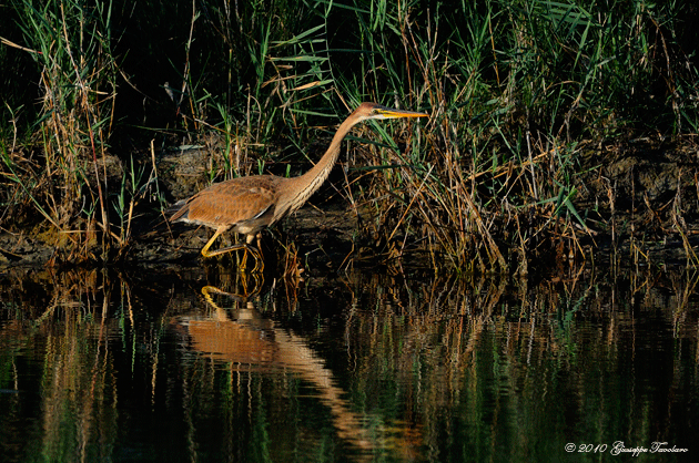 Airone rosso (Ardea purpurea).