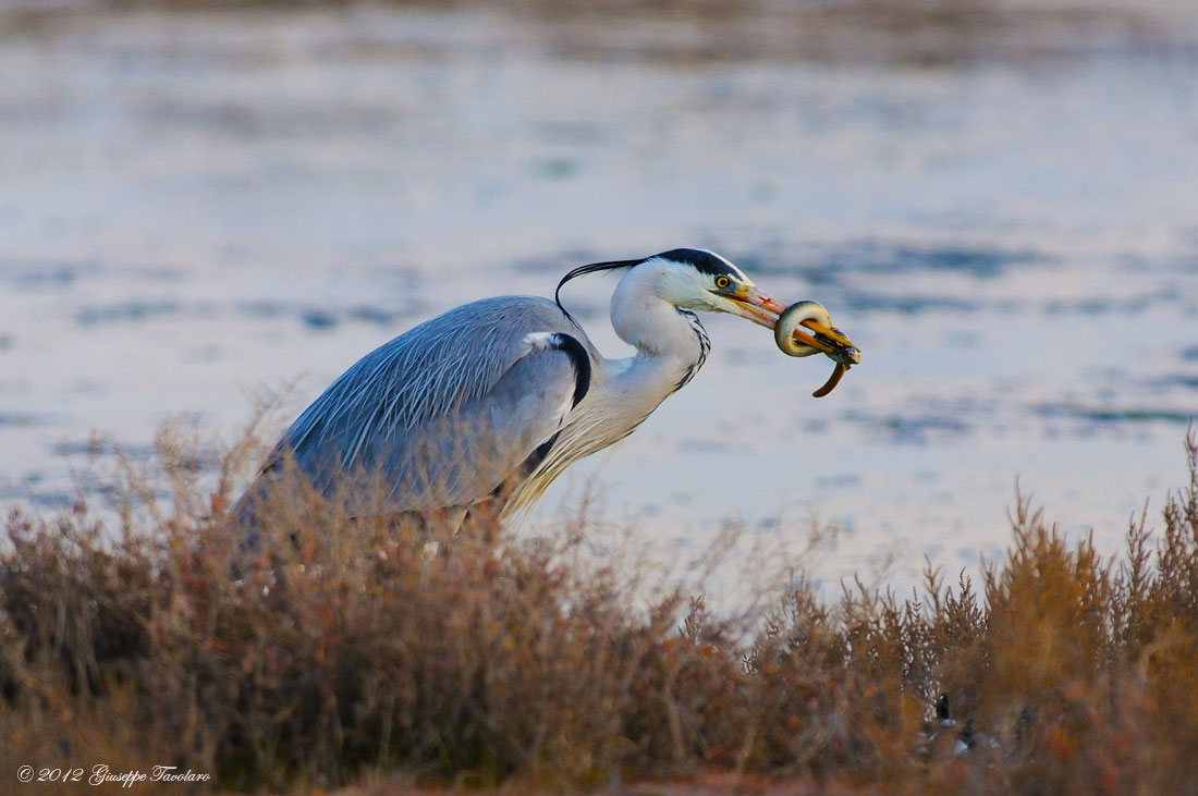 Airone cenerino (Ardea cinerea) con preda....