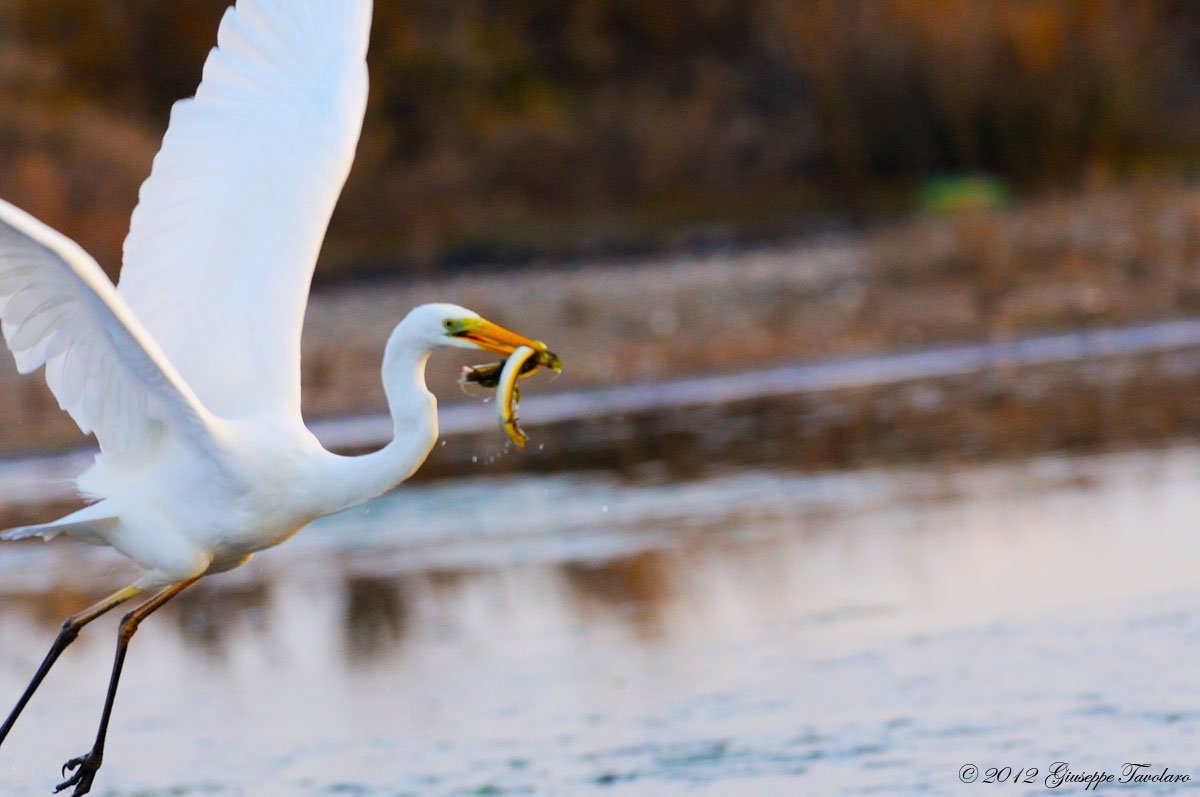 Airone cenerino (Ardea cinerea) con preda....