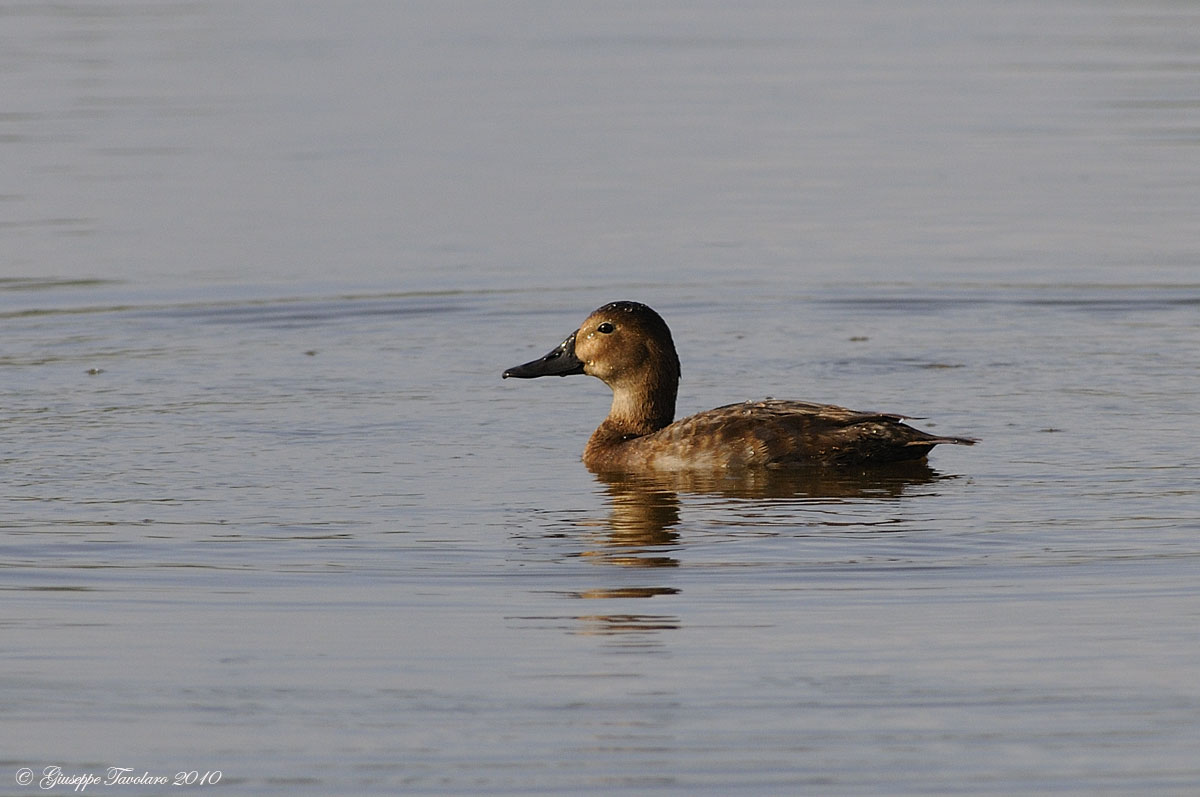 Anatra da identificare