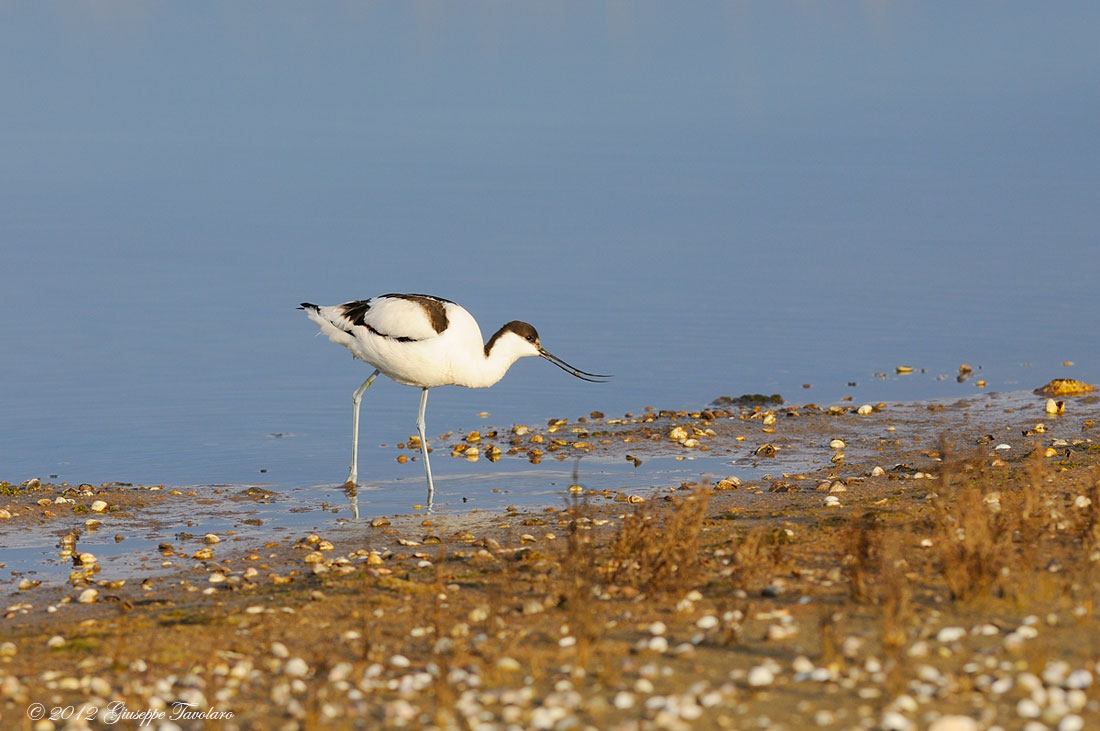 Avocetta (Recurvirostra avosetta)