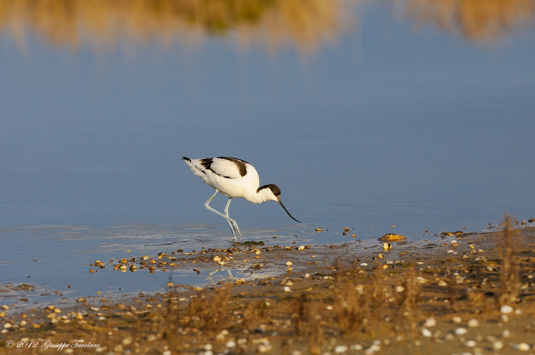 Avocetta (Recurvirostra avosetta)