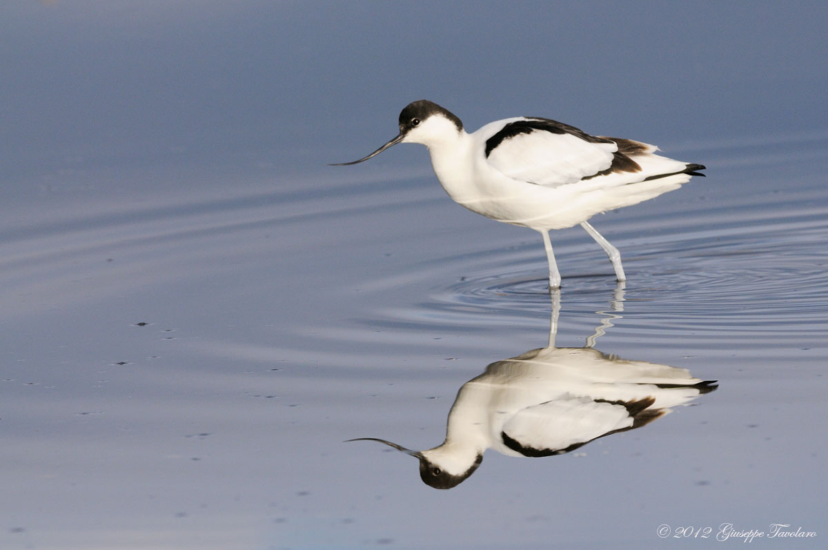 Avocetta (Recurvirostra avosetta)