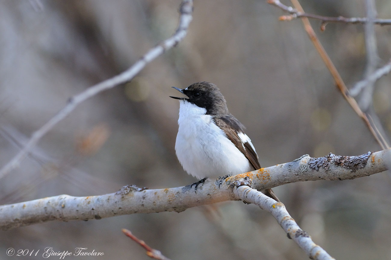 Balia nera (Ficedula hypoleuca)