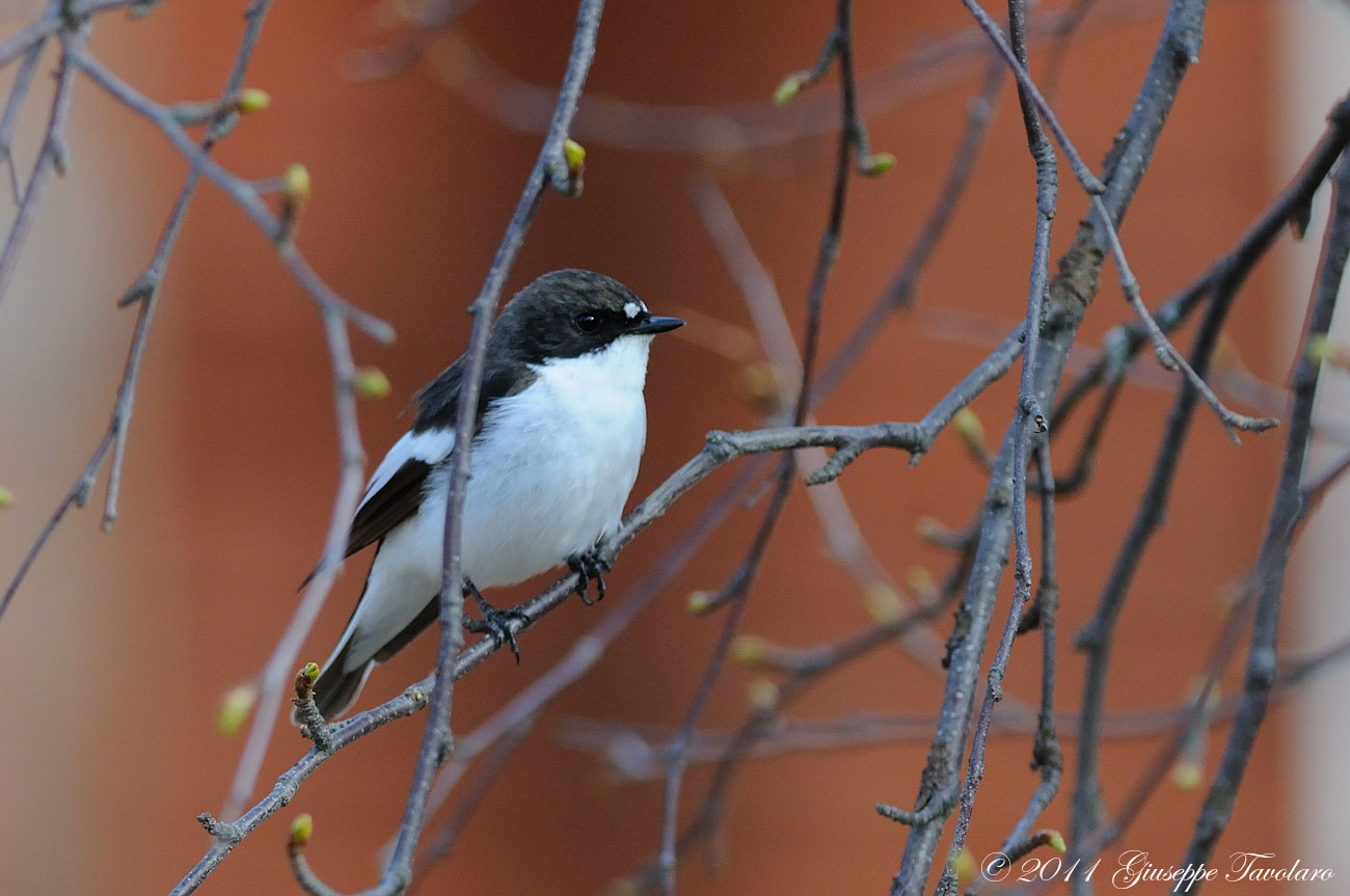 Balia nera (Ficedula hypoleuca)