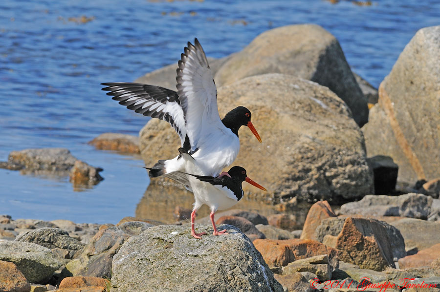 Beccaccia di mare (Haematopus ostralegus): l''accoppiamento.