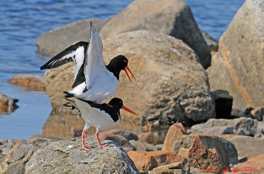 Beccaccia di mare (Haematopus ostralegus): l''accoppiamento.