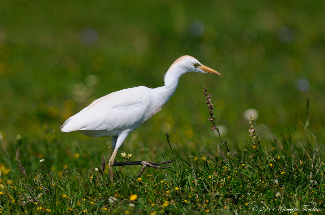 Airone guardabuoi (Bubulcus ibis)