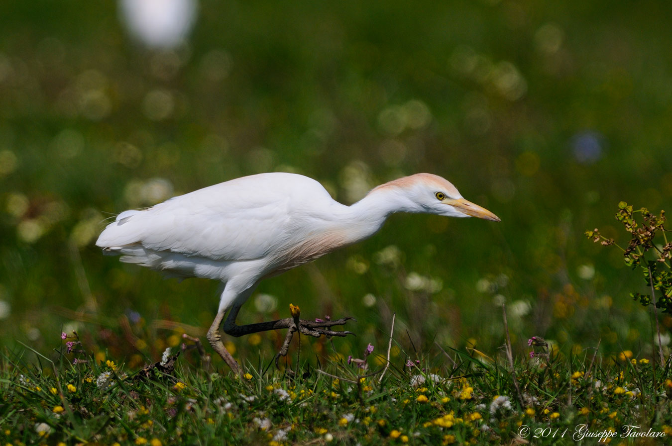 Airone guardabuoi (Bubulcus ibis)