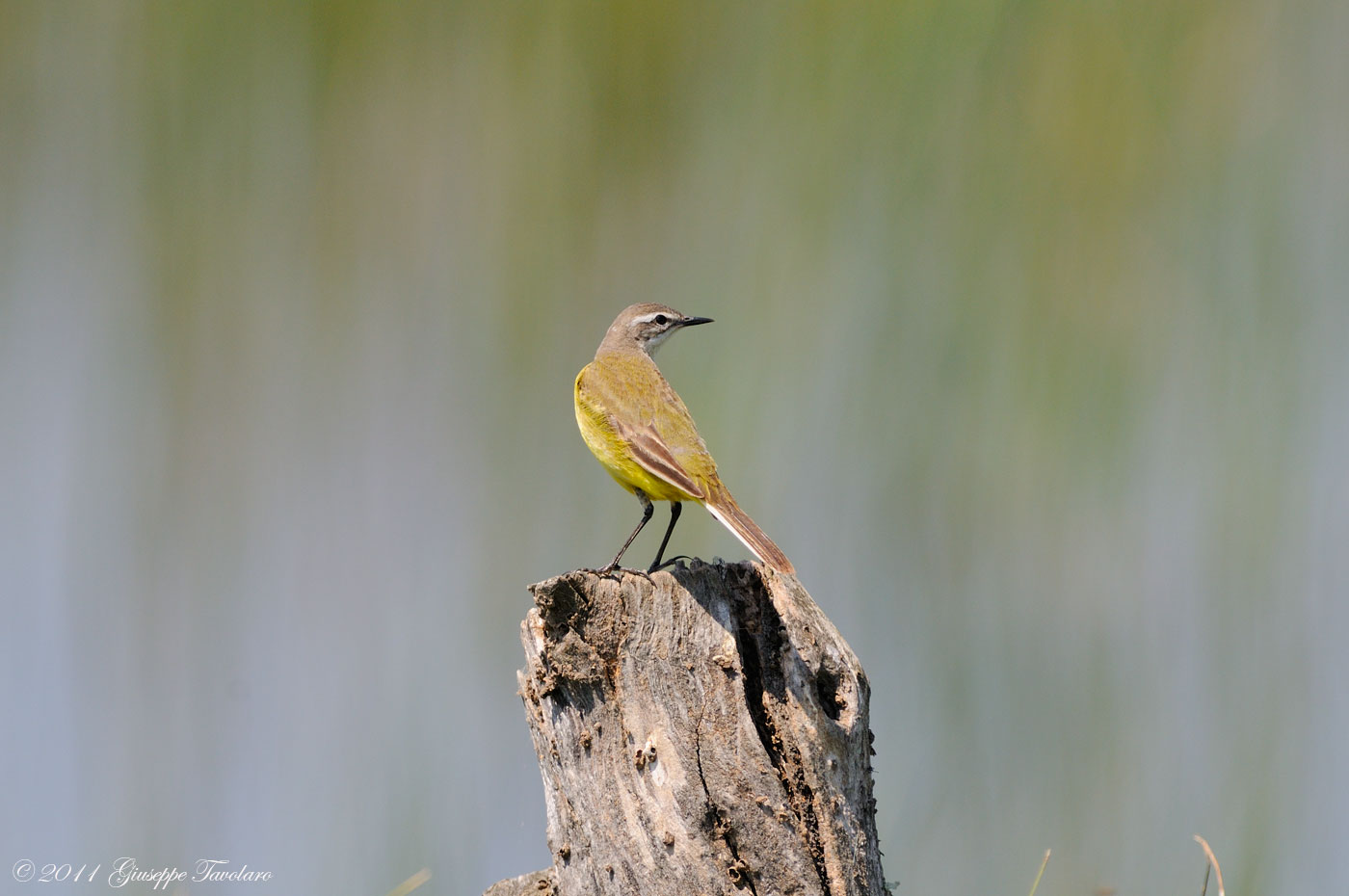 Ballerina gialla (Motacilla cinerea).