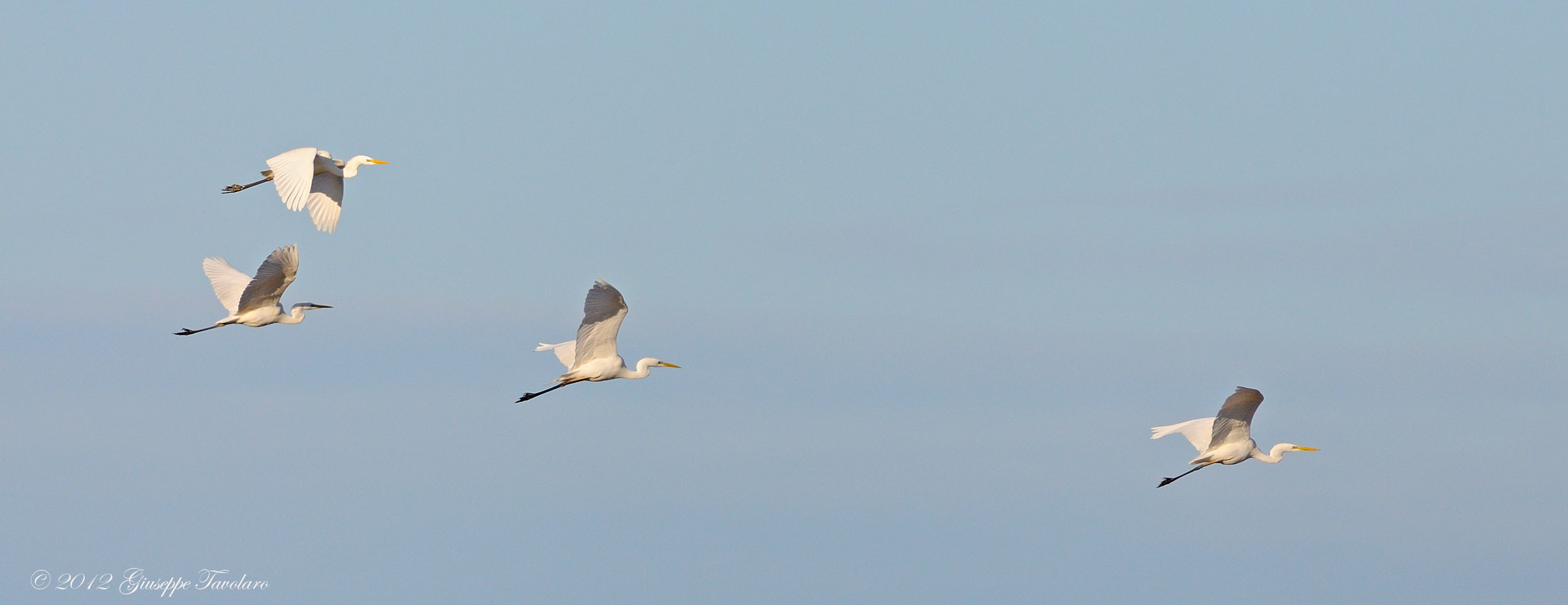 Aironi bianchi maggiori (Casmerodius albus)