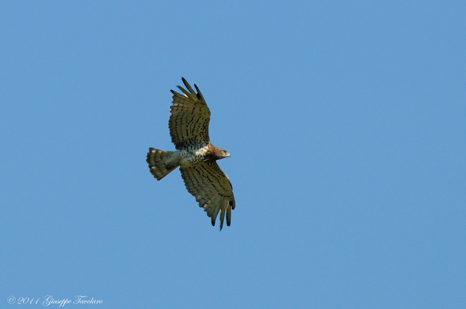 Biancone (Circaetus gallicus).