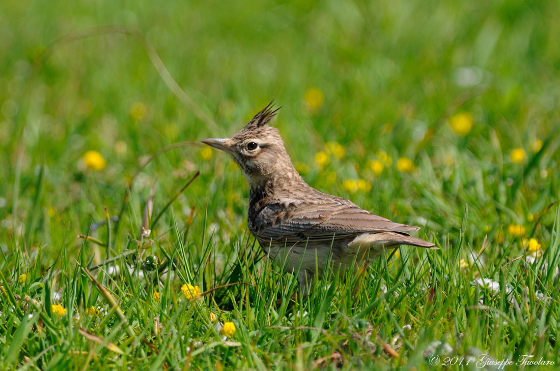 Cappellaccia (Galerida cristata)