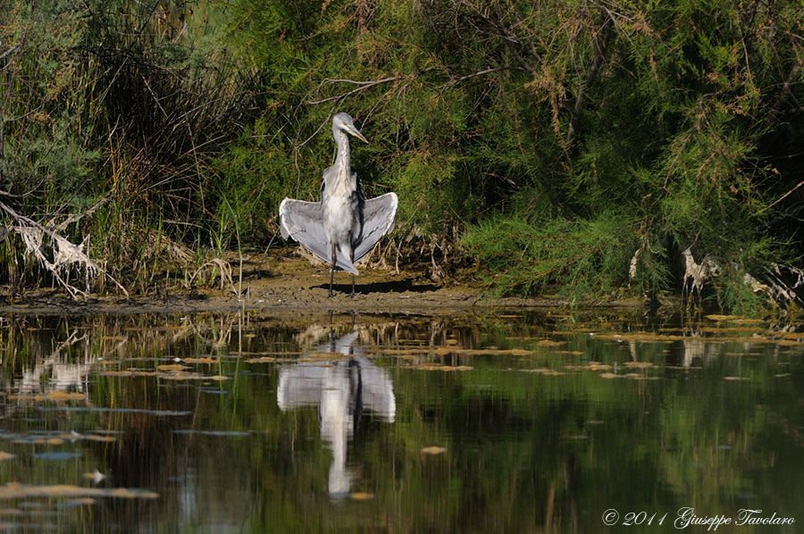 Airone cenerino (Ardea cinerea).