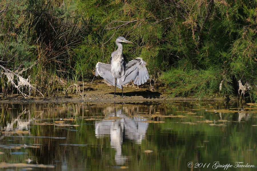 Airone cenerino (Ardea cinerea).