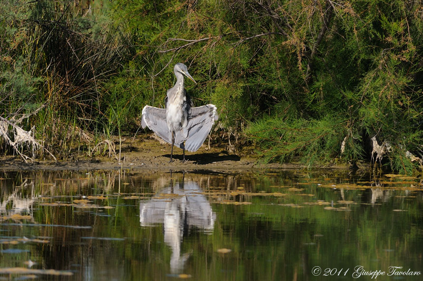 Airone cenerino (Ardea cinerea).