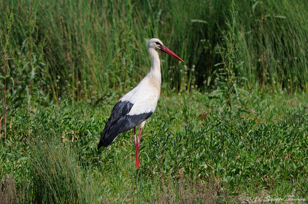 Cicogna bianca (Ciconia ciconia).