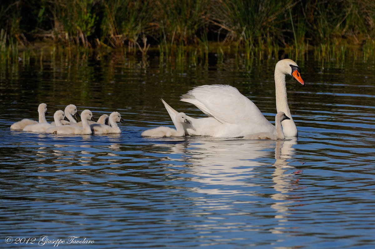 L''allegra famigliola (Cygnus olor)