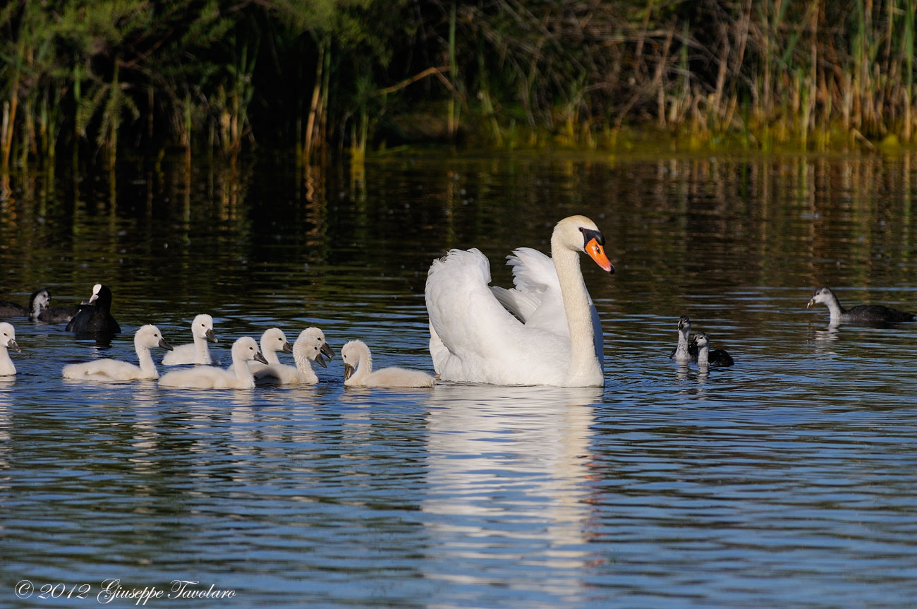 L''allegra famigliola (Cygnus olor)