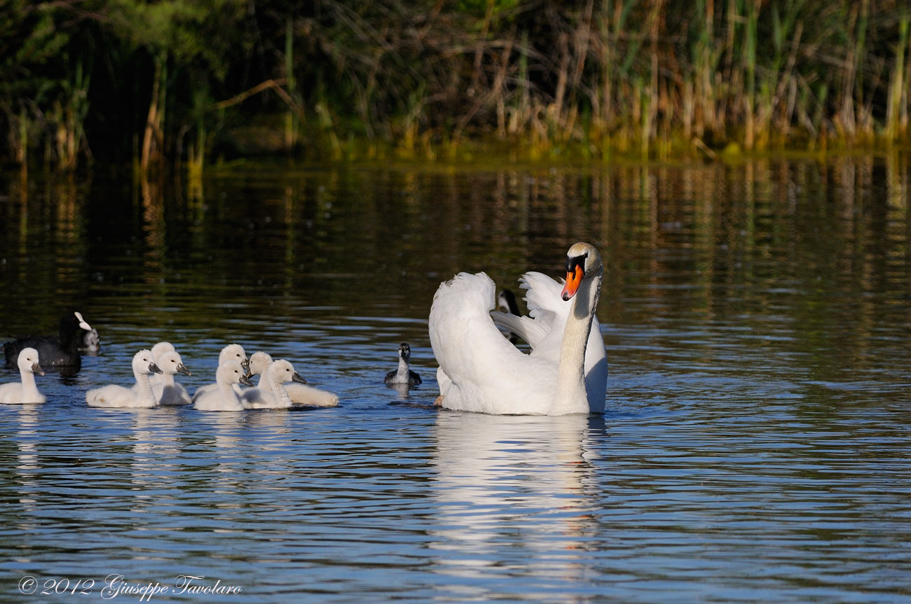 L''allegra famigliola (Cygnus olor)