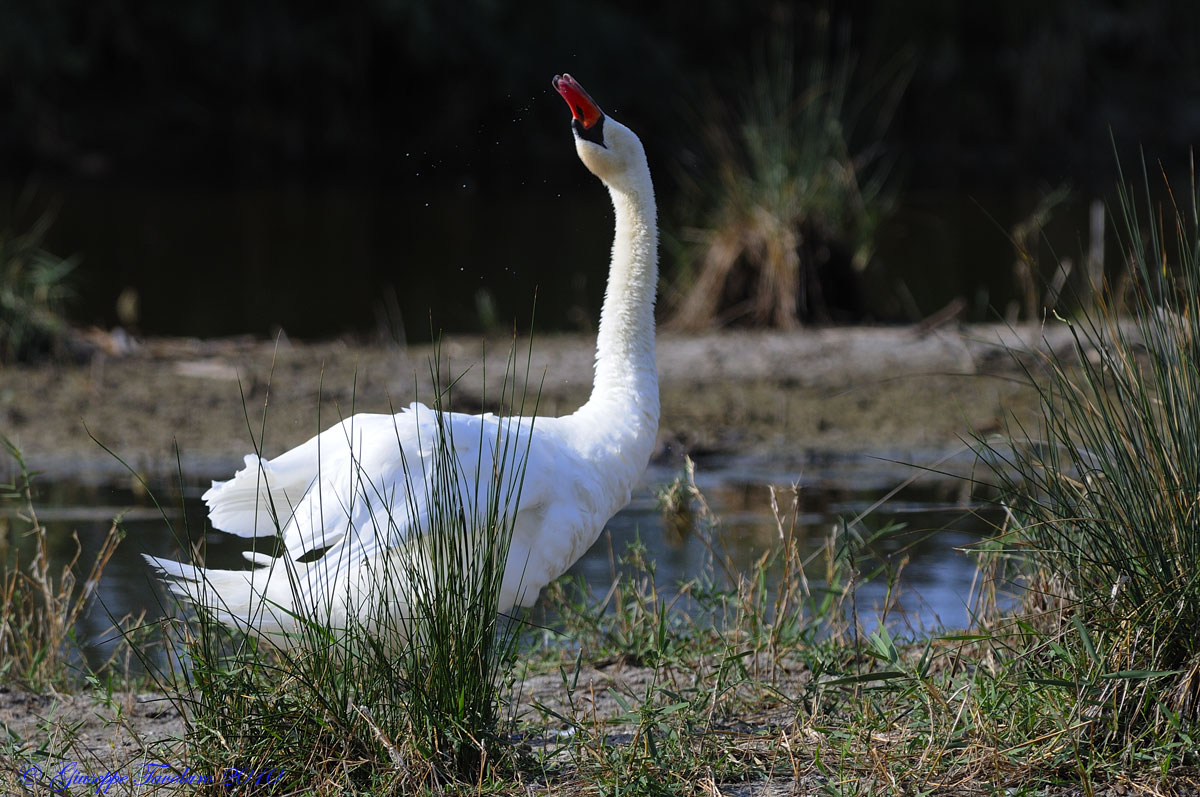 Cigno reale.