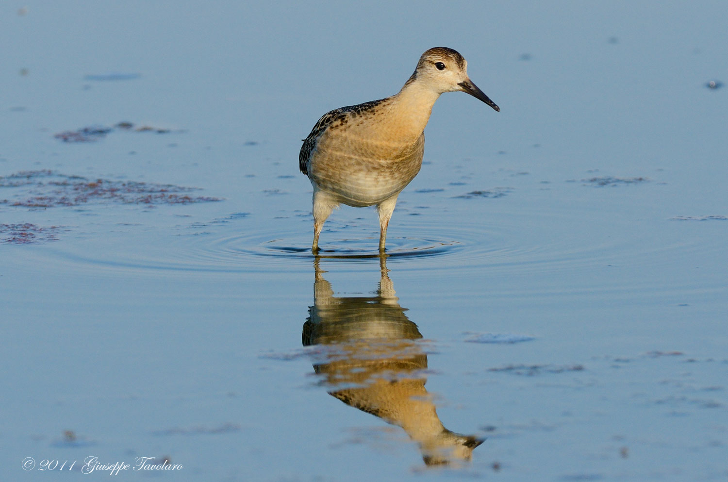 Combattente (Philomachus pugnax)