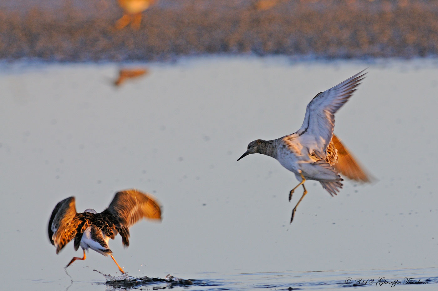 Combattimento ... tra Combattenti (Philomachus pugnax)