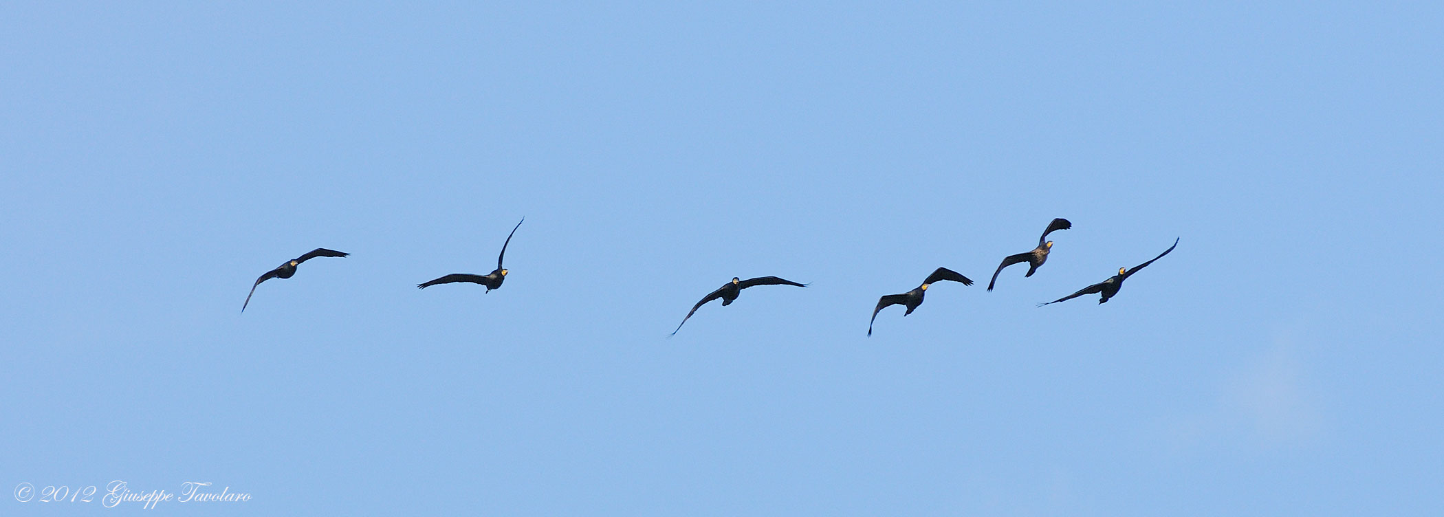 Silhouette di Cormorani.