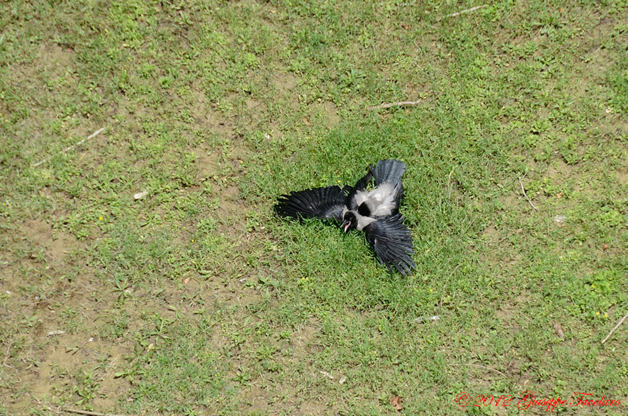 Cornacchia grigia (Corvus corone cornix): strana posa