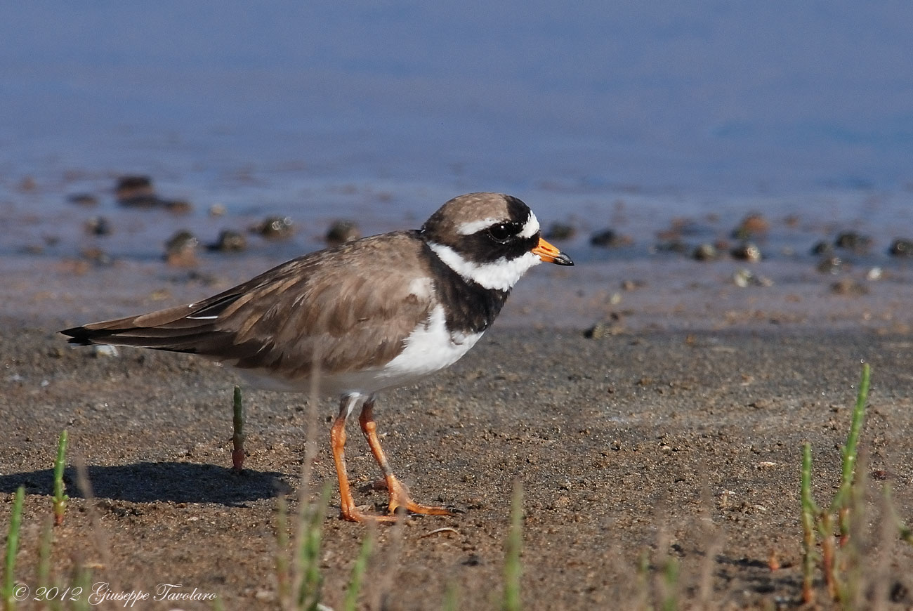 Corriere grosso (Charadrius hiaticula)