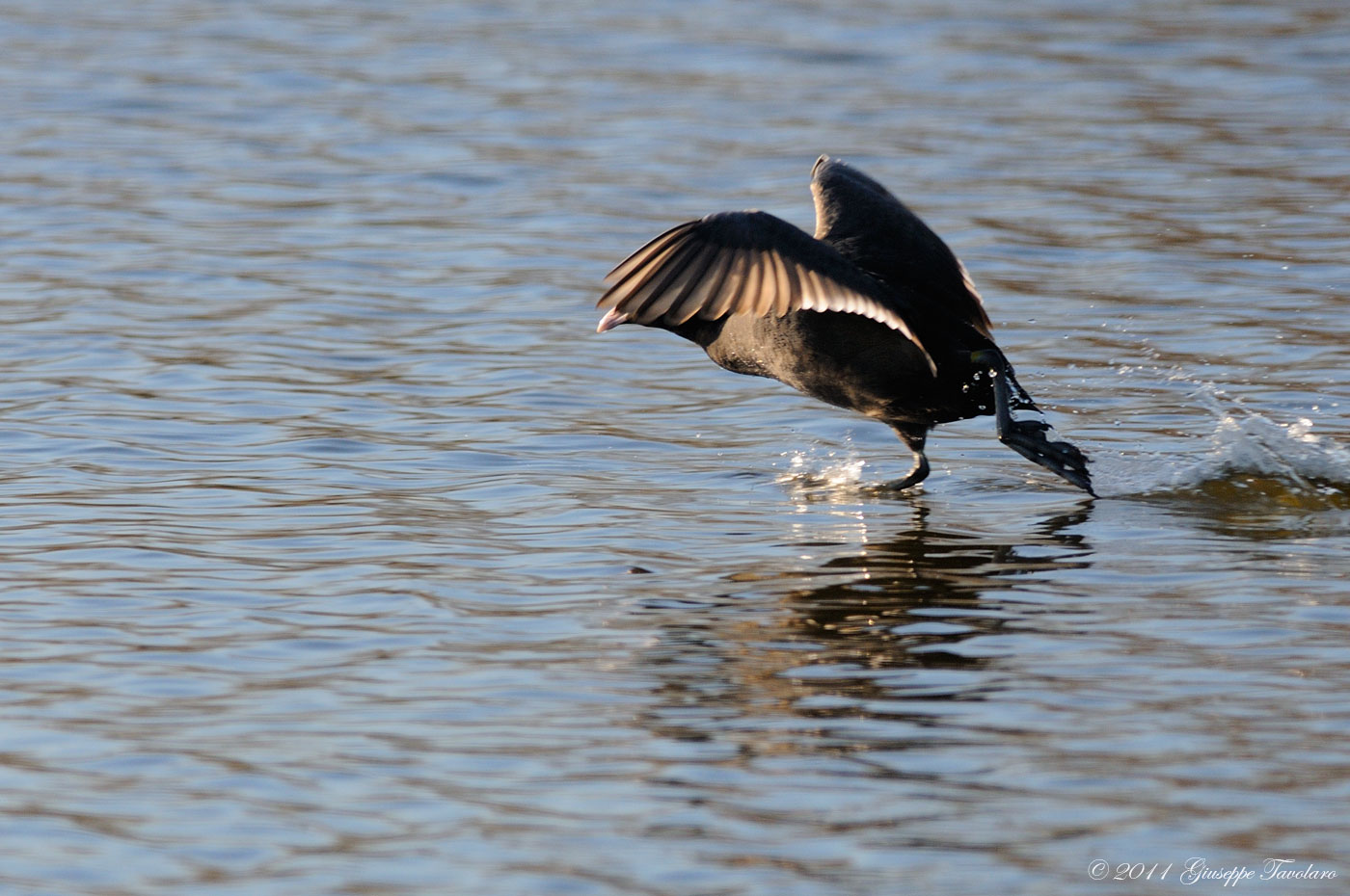 Folaga (Fulica atra) in caccia.