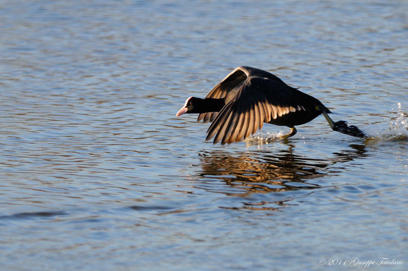 Folaga (Fulica atra) in caccia.