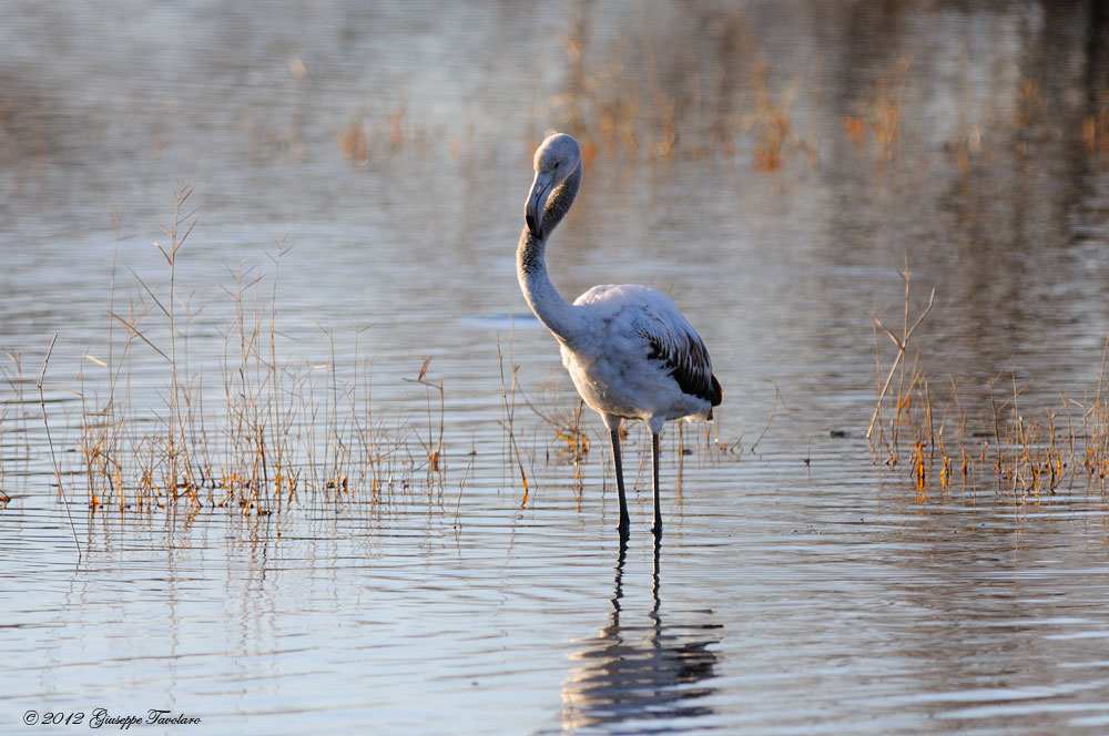 Solitudine (Phoenicopterus ruber)