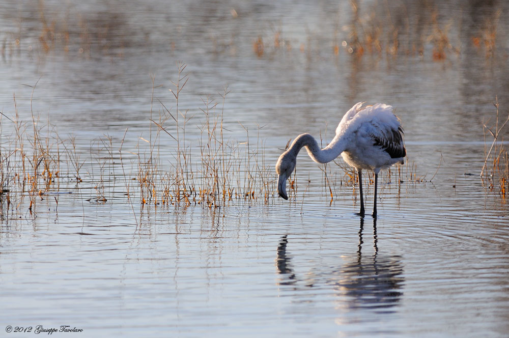 Solitudine (Phoenicopterus ruber)