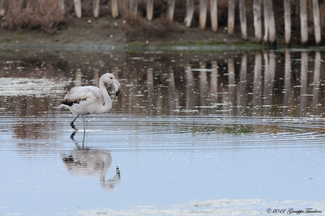 Giovane Fenicottero (Phoenicopterus ruber)