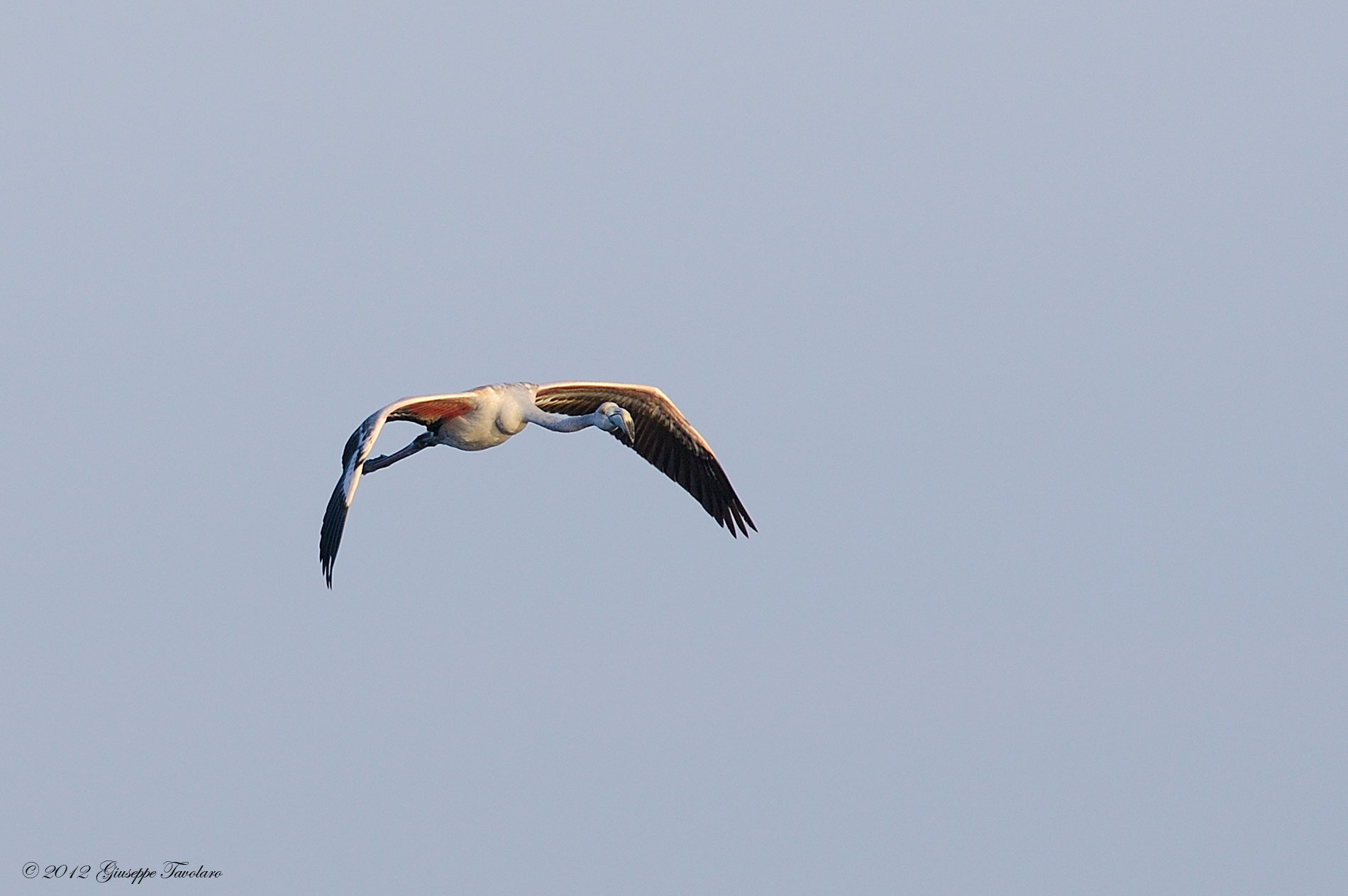 Altro giovane Fenicottero (Phoenicopterus ruber).