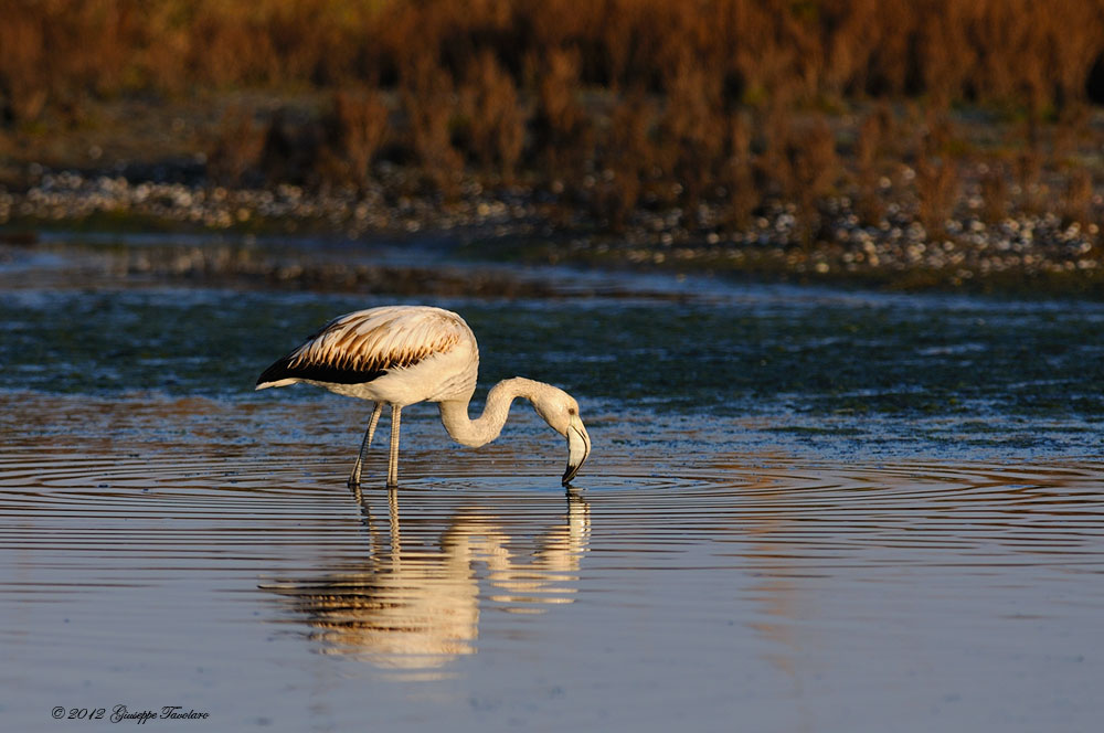 Altro giovane Fenicottero (Phoenicopterus ruber).