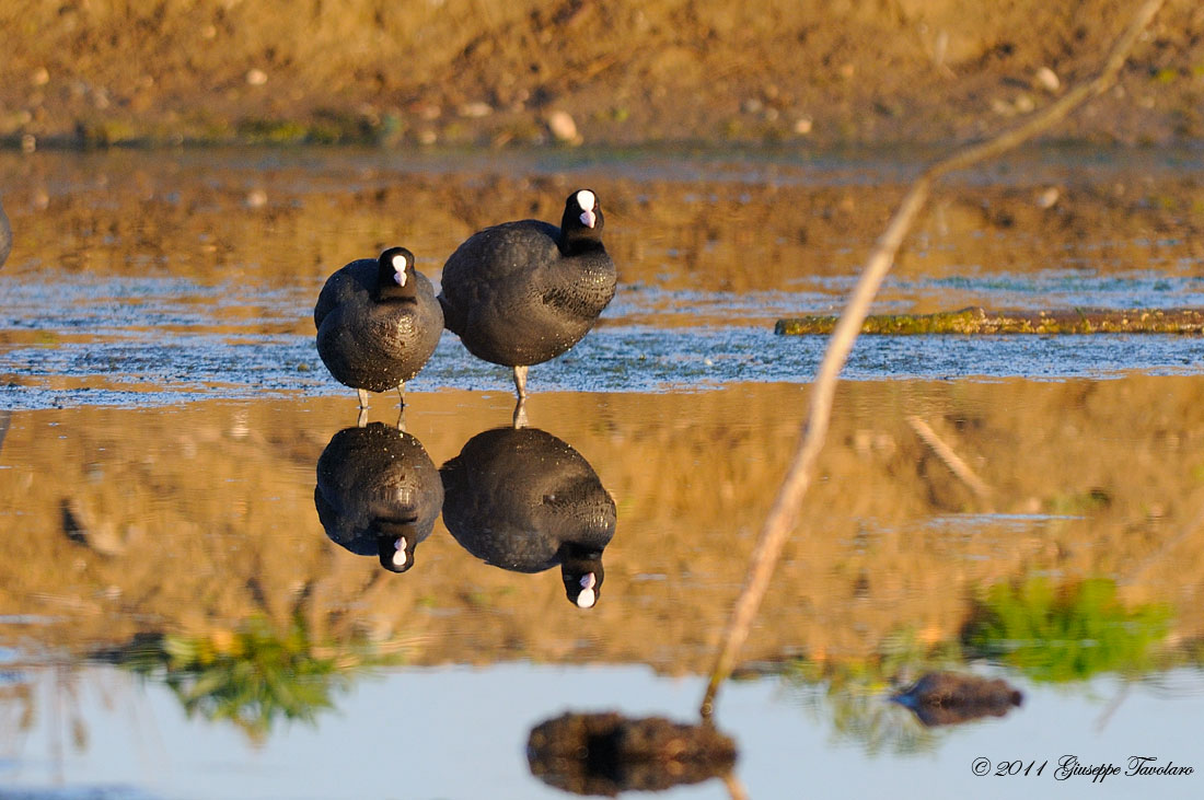 Folaghe (Fulica atra).