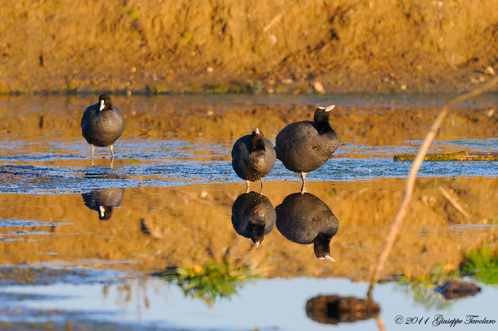 Folaghe (Fulica atra).